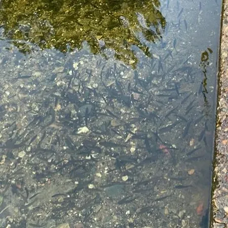 Pallozas Turisticas Ridicodias - A Pedra