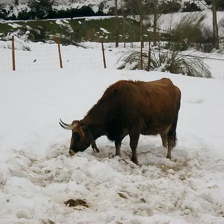 דירה Pallozas Turisticas Ridicodias - A Pedra