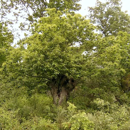 Pallozas Turisticas Ridicodias - A Pedra *