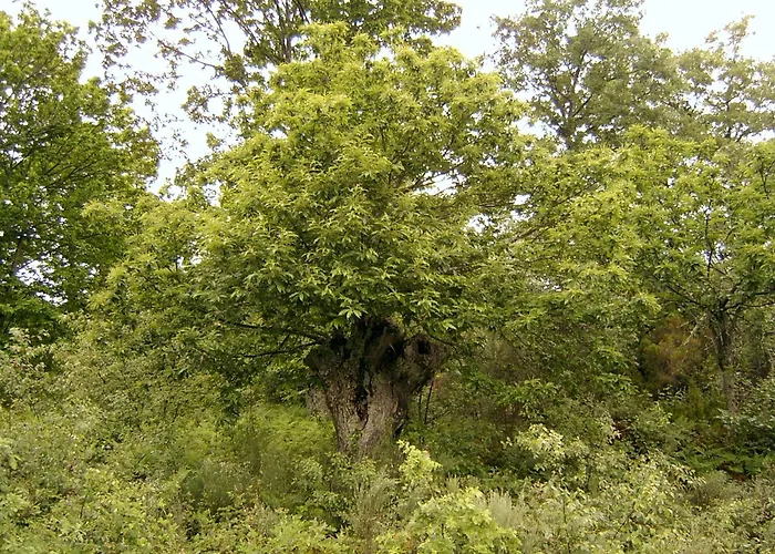 Pallozas Turisticas Ridicodias - A Pedra *